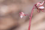 Spring coralroot